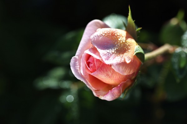 Water On My Rose Coat by Joy Watson